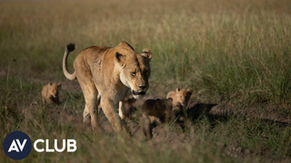 Wildlife experts on baby animals and <i>Born Wild: The Next Generation</i>